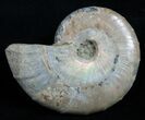 Inch Silver Iridescent Ammonite From Madagascar #1969-1